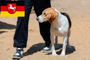 Lee más sobre el artículo Criador de perros suizos de llanura y cachorros en Baja Sajonia