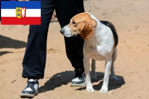 Lee más sobre el artículo Criador de Perros Suizos de las Tierras Bajas y Cachorros en Schleswig-Holstein