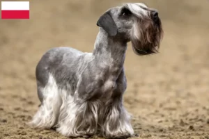 Lee más sobre el artículo Criador de Terrier Checo y Cachorros en Polonia