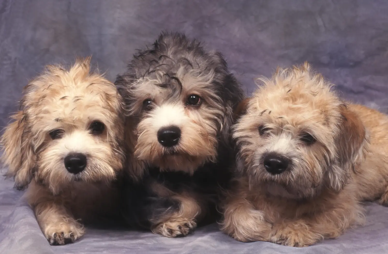 Comprar un cachorro de Dandie Dinmont Terrier significa asumir responsabilidades. Comprar cachorros de Dandie Dinmont Terrier.