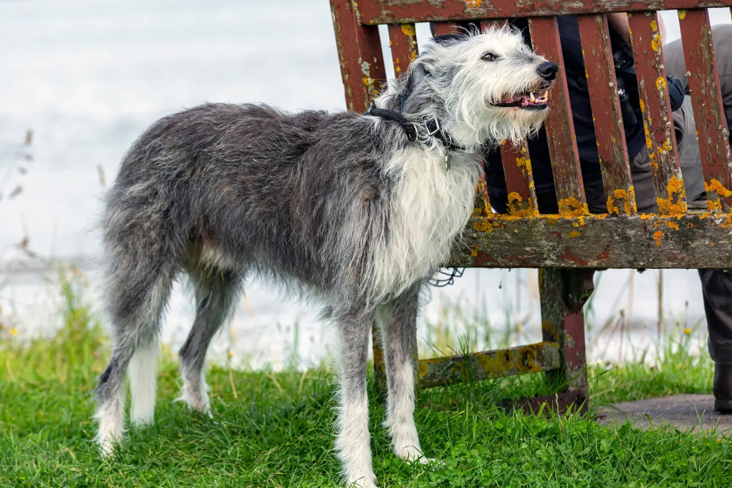 Comprar un cachorro de Deerhound significa asumir responsabilidades. Comprar cachorros de Deerhound.