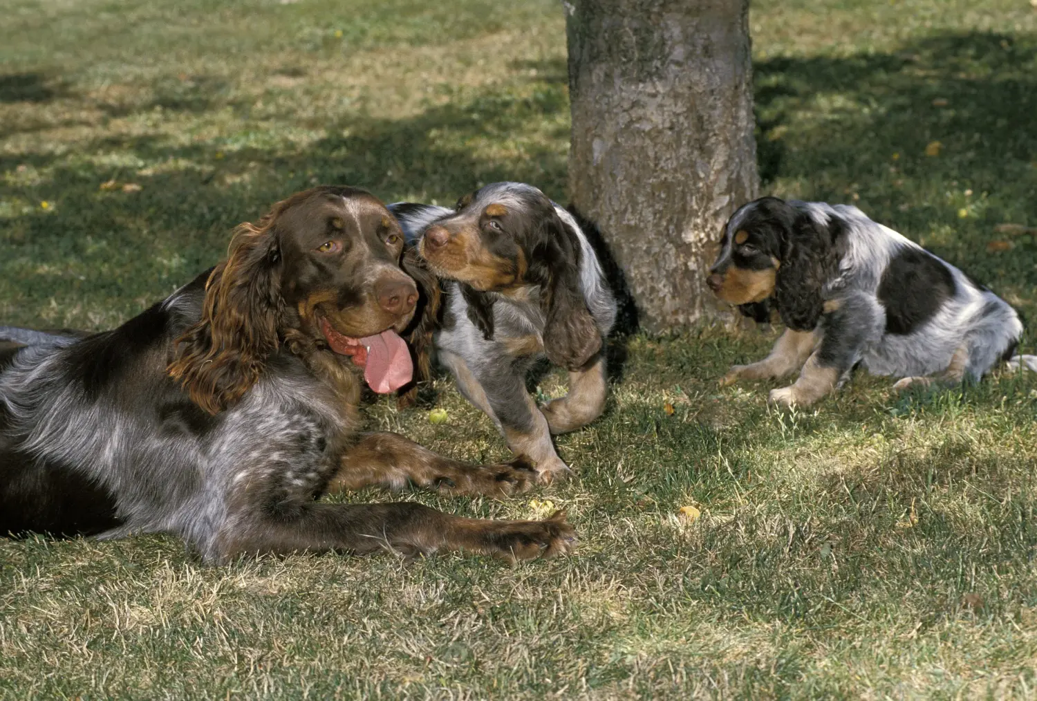 Comprar un cachorro de Épagneul Picard significa asumir responsabilidades. Comprar cachorros Épagneul Picard.