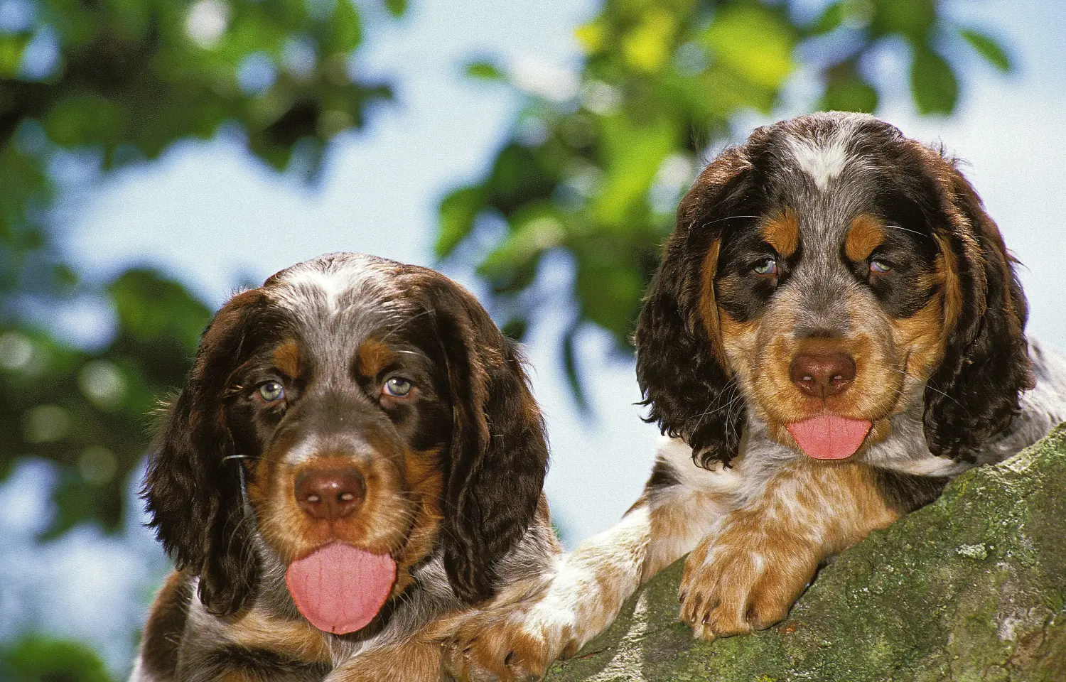 Comprar un cachorro de Épagneul Picard significa asumir responsabilidades. Comprar cachorros Épagneul Picard.