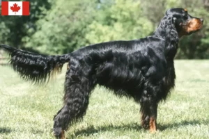 Lee más sobre el artículo Criadores y cachorros de Gordon Setter en Canadá