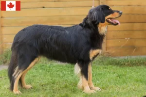 Lee más sobre el artículo Hovawart criadores y cachorros en Canadá