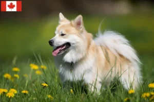 Lee más sobre el artículo Criadores de perros y cachorros islandeses en Canadá