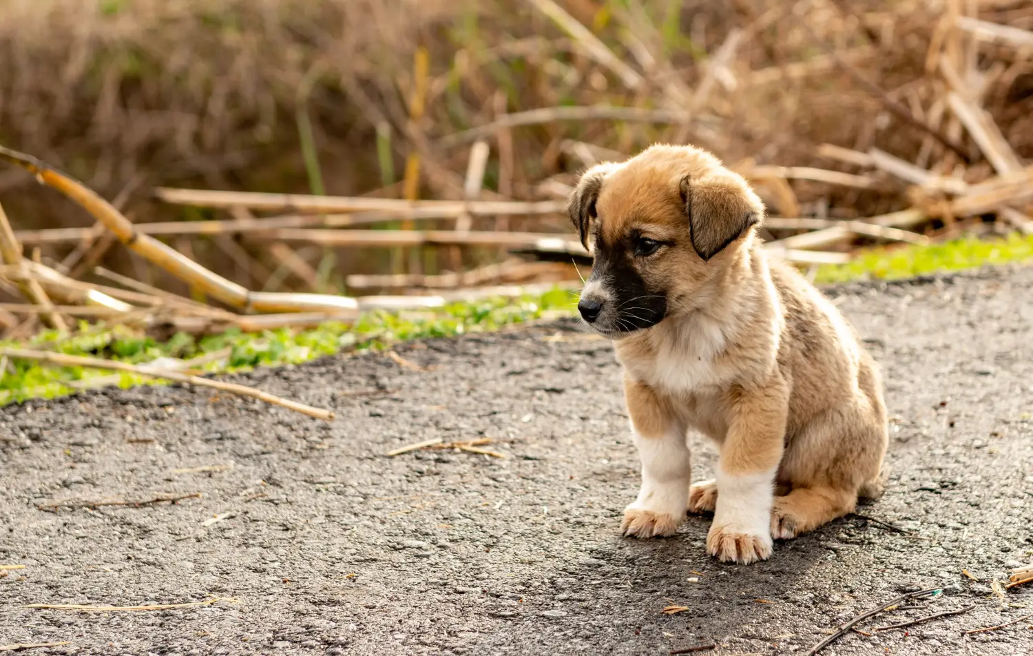 Comprar un cachorro de Kangal significa asumir responsabilidades. Comprar cachorros Kangal.
