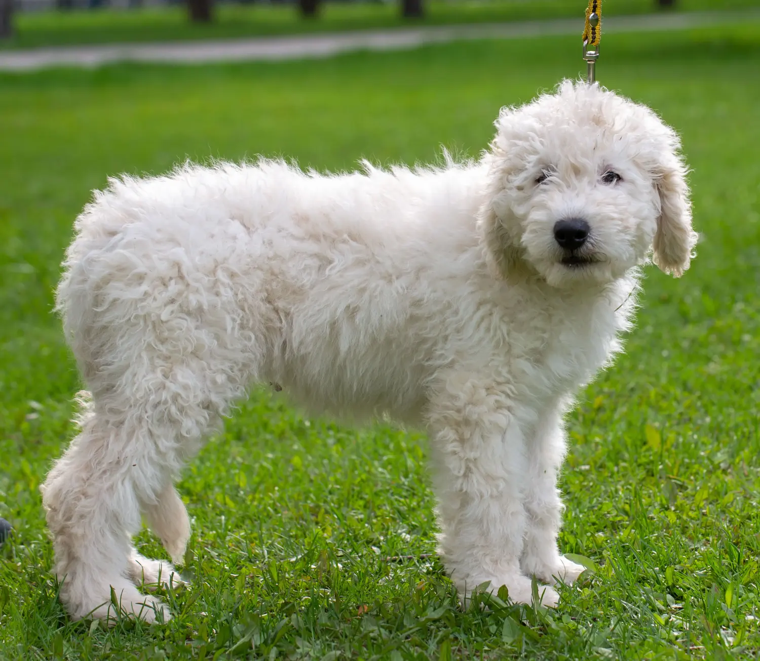 Comprar un cachorro de Komondor significa asumir responsabilidades. Comprar cachorros Komondor.