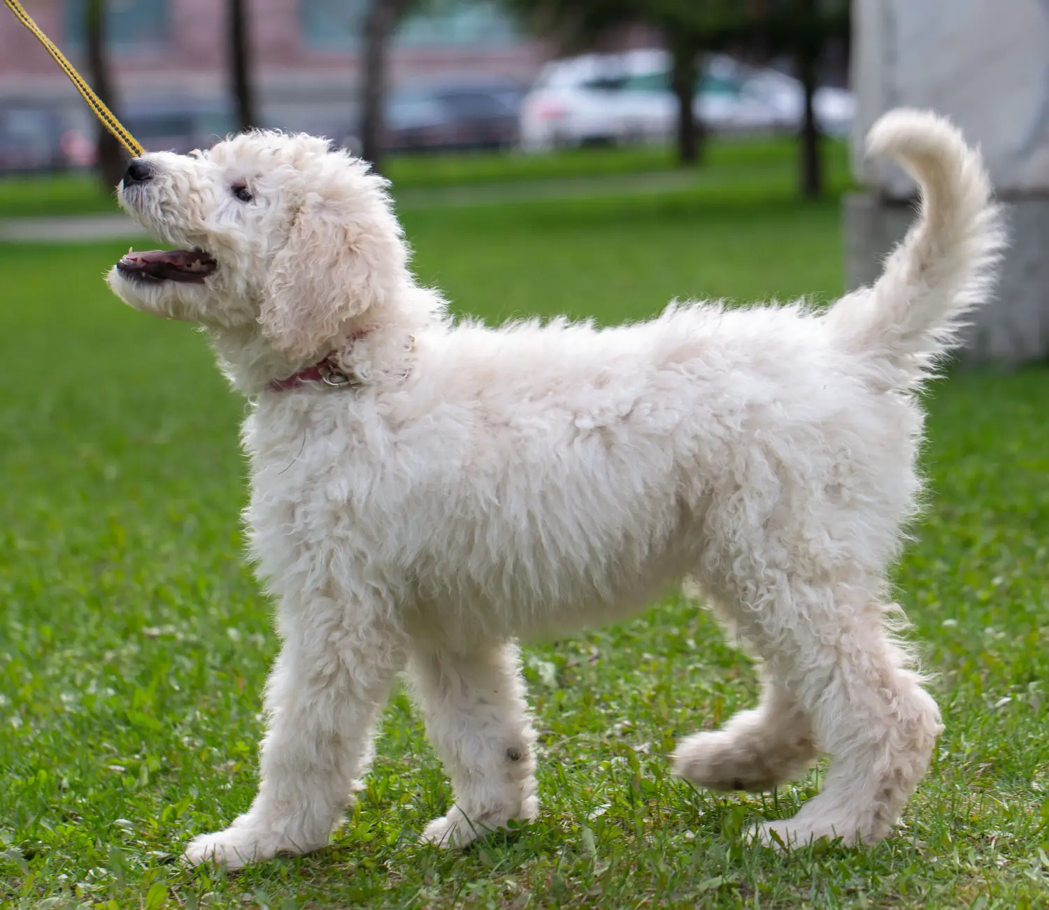 Comprar un cachorro de Komondor significa asumir responsabilidades. Comprar cachorros Komondor.