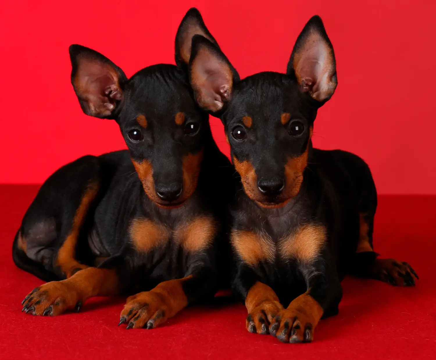 Comprar un cachorro de Manchester Terrier significa asumir responsabilidades. Comprar cachorros Manchester Terrier.