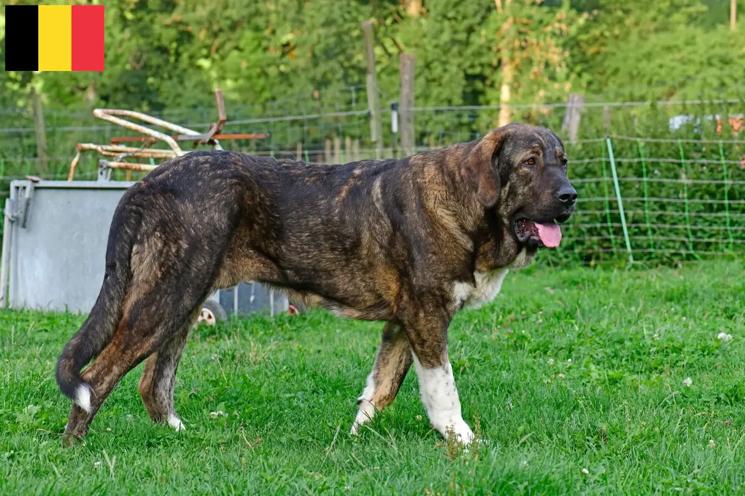 Mastín Español cachorros y criadores Bélgica Aquí puedes encontrar criadores de Mastín Españols en Bélgica.