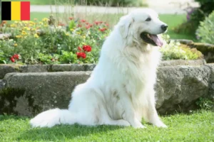 Lee más sobre el artículo Criadores de perros pastores de Tatra y cachorros en Bélgica