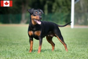 Lee más sobre el artículo Criadores de Pinscher miniatura y cachorros en Canadá
