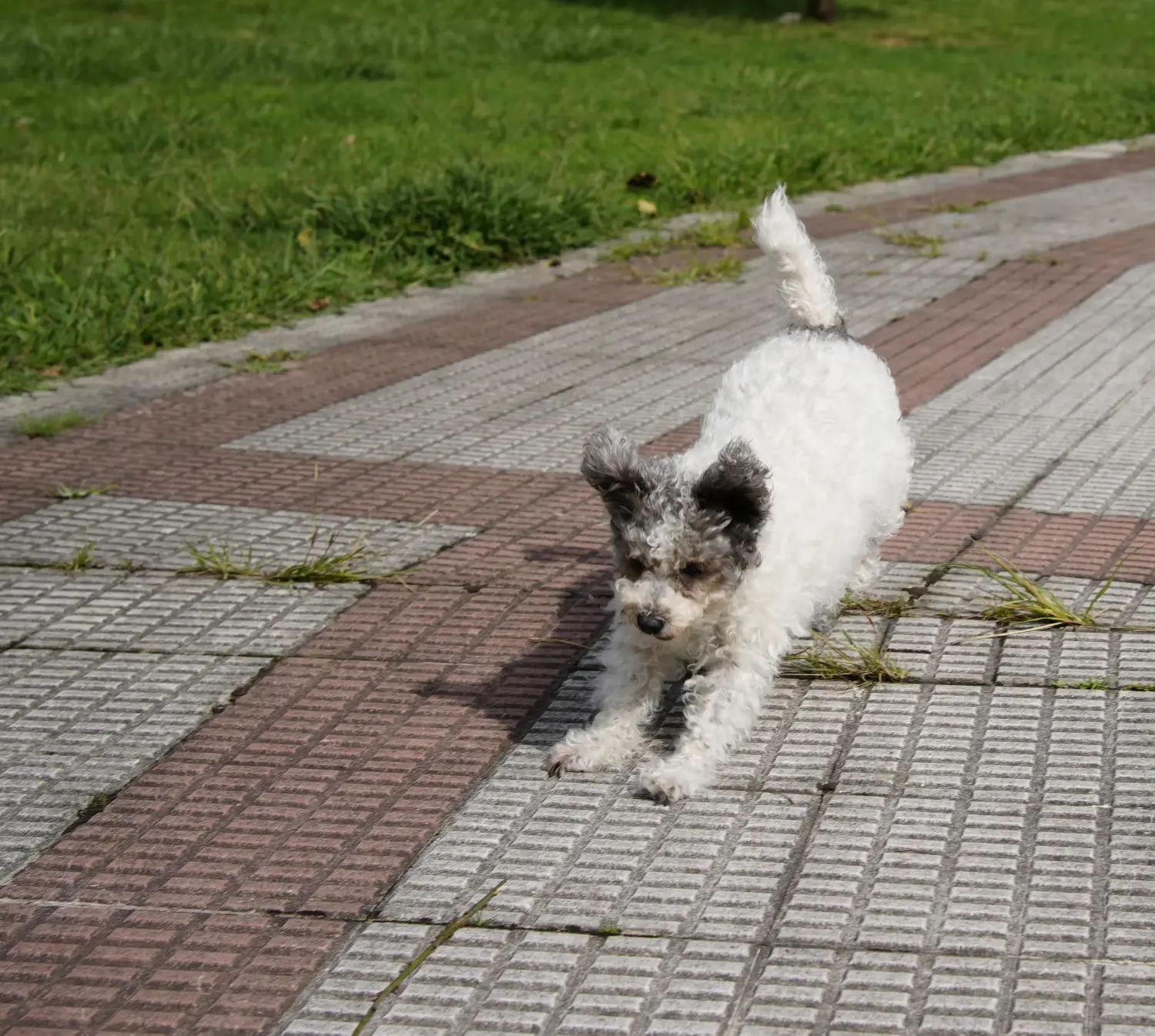 Comprar un cachorro de Pumi significa asumir responsabilidades. Comprar cachorros Pumi.