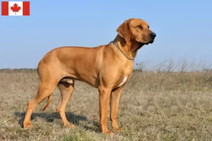Lee más sobre el artículo Criadores y cachorros de Rhodesian Ridgeback en Canadá