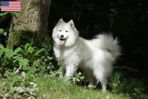 Lee más sobre el artículo Criadores de samoyedos y cachorros en EE.UU.