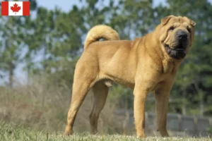 Lee más sobre el artículo Criadores de Shar-Pei y cachorros en Canadá