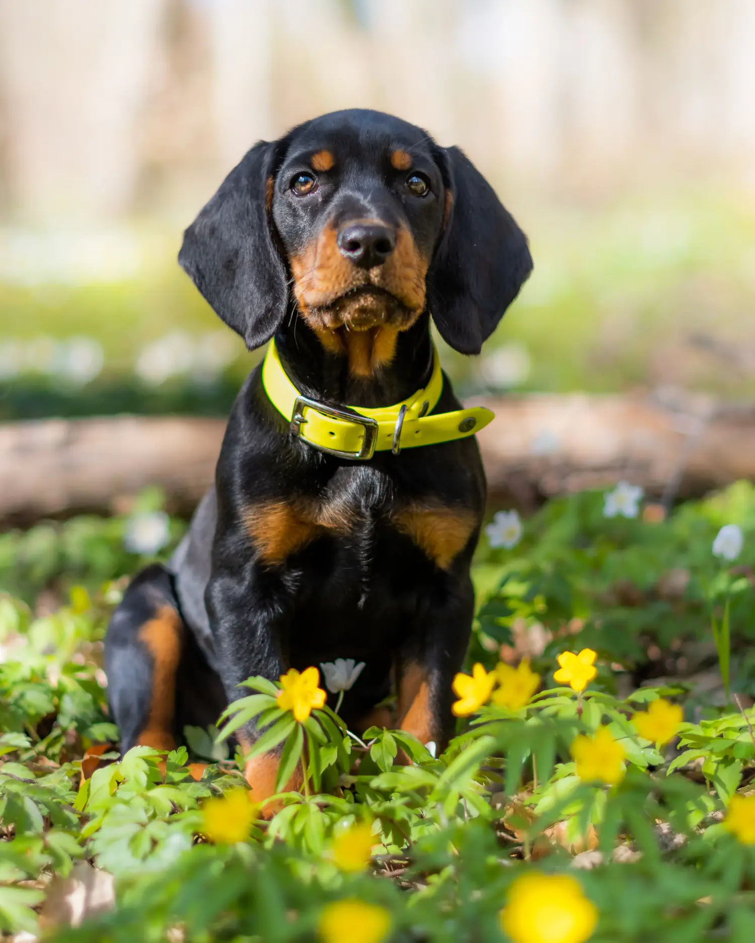 Comprar un cachorro de Slovenský kopov significa asumir responsabilidades. Comprar cachorros Slovenský kopov.