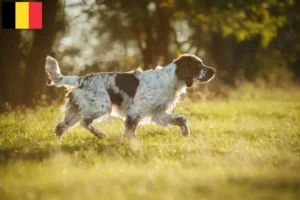 Lee más sobre el artículo Criadores de Springer Spaniel Inglés y cachorros en Bélgica