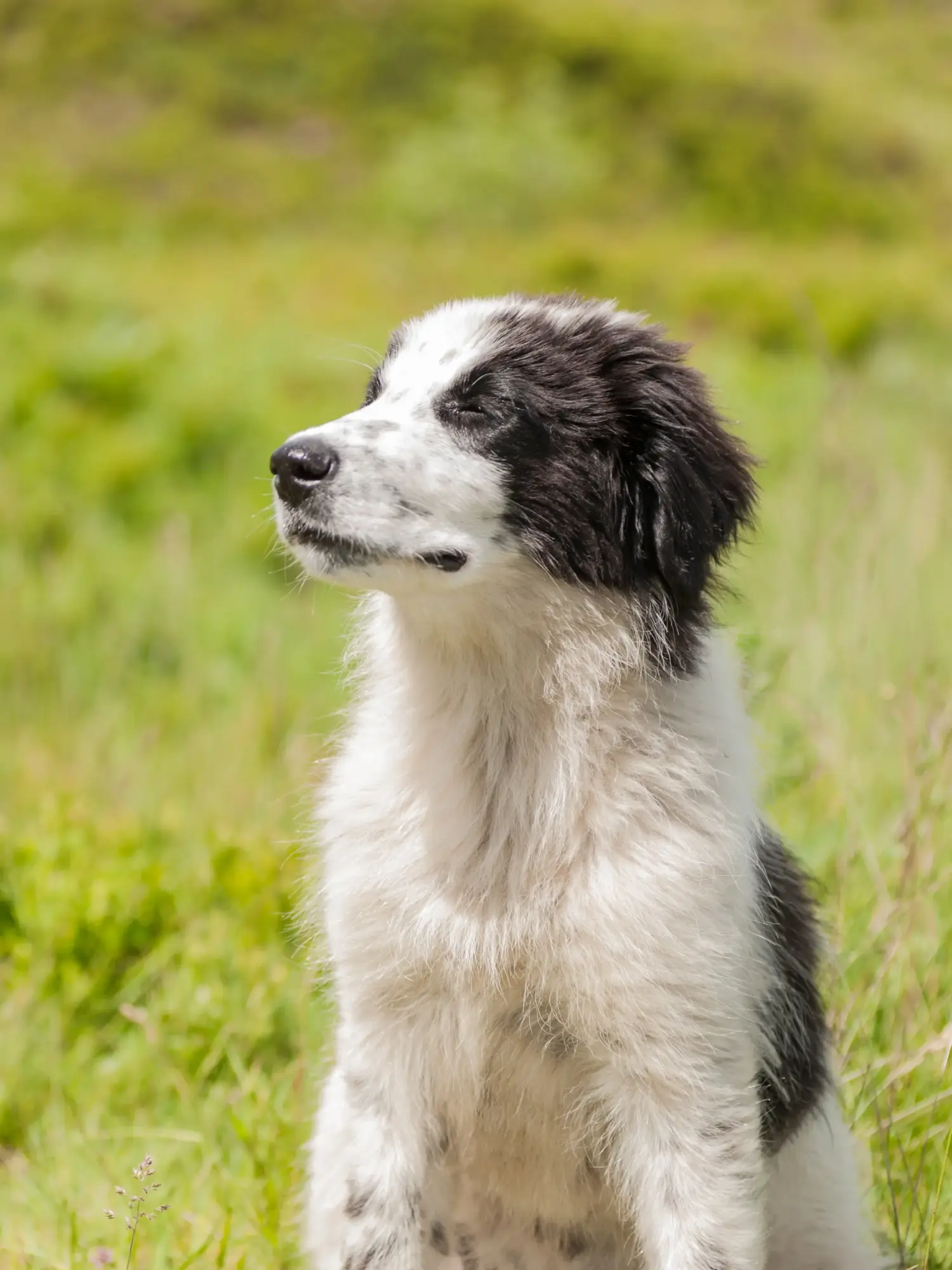 ¡La compra de un cachorro Tornjak significa asumir la responsabilidad! Comprar cachorros Tornjak.
