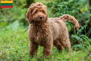 Lee más sobre el artículo Criadores de Cockapoo y cachorros en Lituania