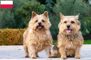 Lee más sobre el artículo Criadores y cachorros de Norwich Terrier en Polonia