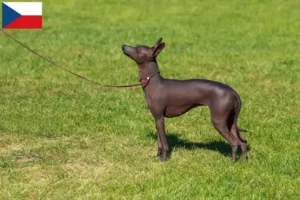 Lee más sobre el artículo Criador de Perros Peruanos sin Pelo y Cachorros en República Checa