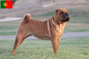 Lee más sobre el artículo Criadores de Shar-Pei y cachorros en Portugal