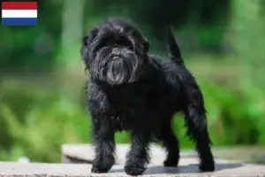 Lee más sobre el artículo Criadores y cachorros de Affenpinscher en los Países Bajos