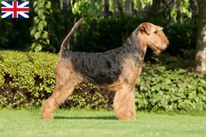 Lee más sobre el artículo Criadores y cachorros de Airedale Terrier en Gran Bretaña