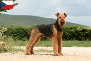 Lee más sobre el artículo Criadores de Airedale Terrier y cachorros en la República Checa