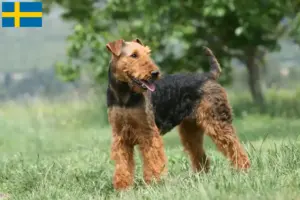 Lee más sobre el artículo Criadores y cachorros de Airedale Terrier en Suecia