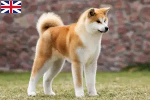 Lee más sobre el artículo Criadores de Akita y cachorros en Gran Bretaña
