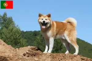 Lee más sobre el artículo Criadores de Akita y cachorros en Portugal