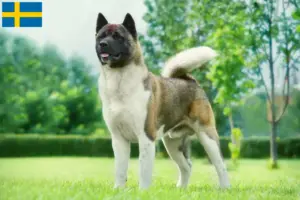 Lee más sobre el artículo Criadores de Akita y cachorros en Suecia