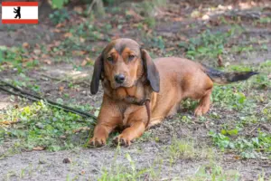Lee más sobre el artículo Criadores y cachorros de Alpine Dachsbracke en Berlín