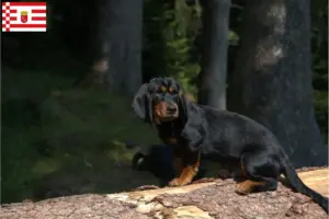 Lee más sobre el artículo Alpine Dachsbracke criadores y cachorros en Bremen