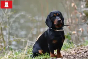 Lee más sobre el artículo Alpine Dachsbracke criadores y cachorros en Hamburgo