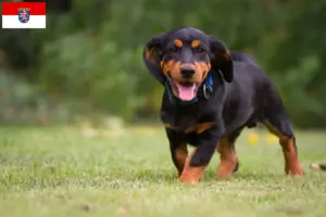 Lee más sobre el artículo Criadores de Dachsbracke alpino y cachorros en Hesse