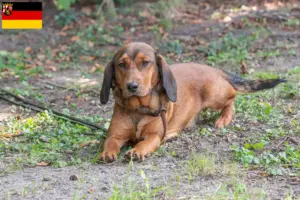 Lee más sobre el artículo Criadores de Dachsbracke alpino y cachorros en Renania-Palatinado