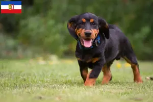 Lee más sobre el artículo Criadores de Dachsbracke alpino y cachorros en Schleswig-Holstein