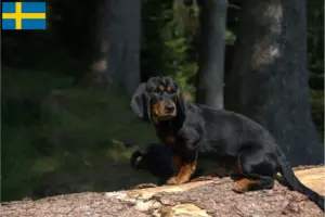 Lee más sobre el artículo Alpine Dachsbracke criadores y cachorros en Suecia