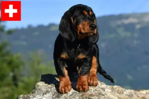Lee más sobre el artículo Alpine Dachsbracke criadores y cachorros en Suiza