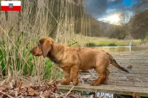 Lee más sobre el artículo Criadores de Dachsbracke alpino y cachorros en Turingia