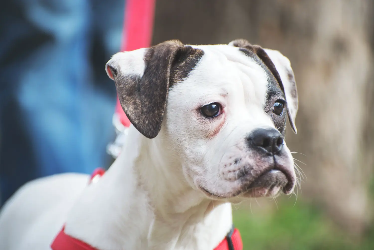 Comprar un cachorro de Bulldog Americano significa asumir responsabilidades. Comprar cachorros de Bulldog Americano.