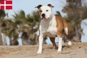 Lee más sobre el artículo Criadores de American Staffordshire Terrier y cachorros en Dinamarca