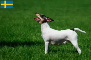 Lee más sobre el artículo Criadores y cachorros de American Toy Terrier en Suecia
