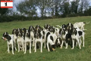 Lee más sobre el artículo Criadores y cachorros de Ariégeois en Berlín