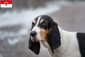 Lee más sobre el artículo Criadores de Ariégeois y cachorros en Brandenburgo