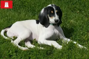 Lee más sobre el artículo Criadores y cachorros de Ariégeois en Hamburgo